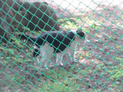 榛名神社の動物
