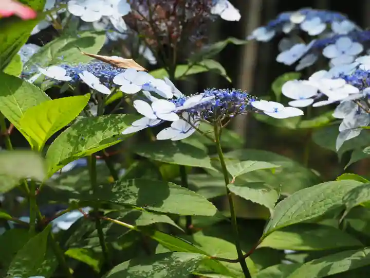 長壽寺(長寿寺)(神奈川県)