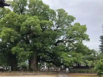 善導寺(福岡県)