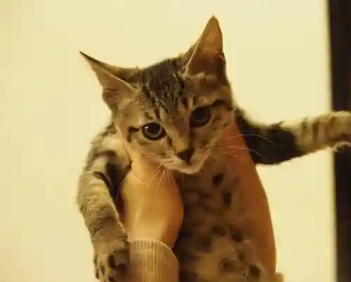 天王山 安楽寺の動物