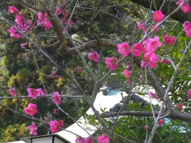 御霊神社の自然