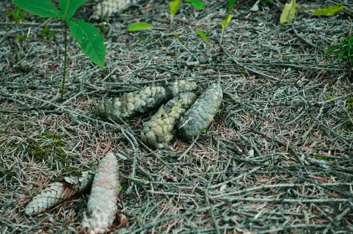 途別神社(北海道)