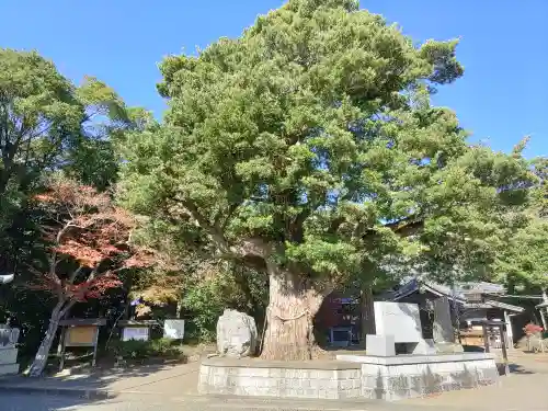 鶴谷八幡宮の自然