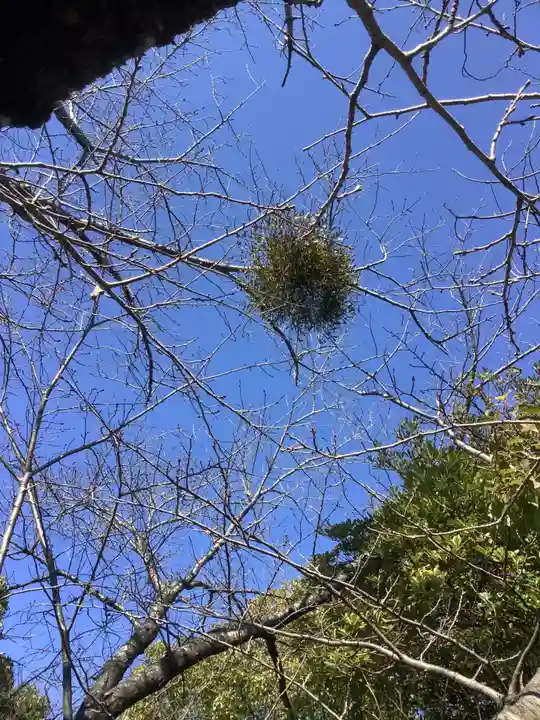 菟足神社の自然