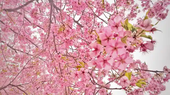 尾張大國霊神社(国府宮)の自然