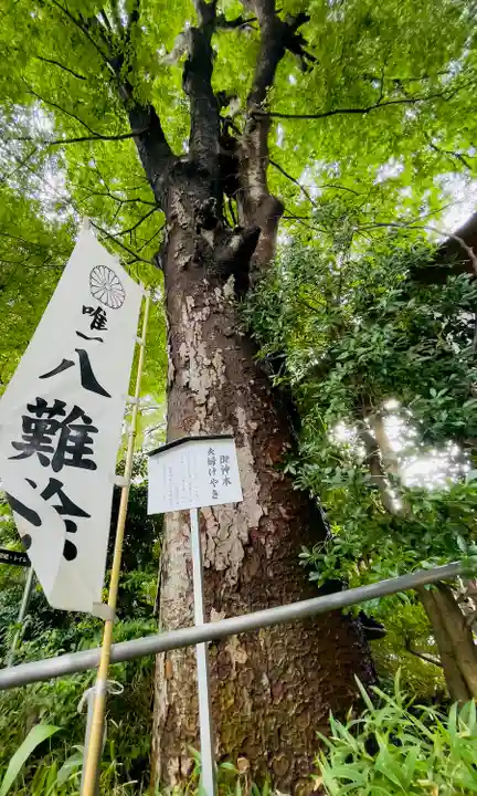 阿佐ヶ谷神明宮の自然