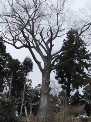 阿久津「田村神社」（郡山市阿久津町）旧社名：伊豆箱根三嶋三社(福島県)