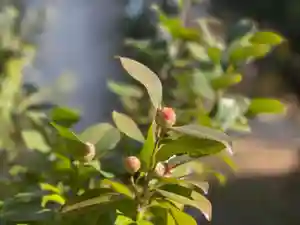 伊勢の国 四天王寺の自然(2022年12月29日(木) 10時51分23秒投稿)