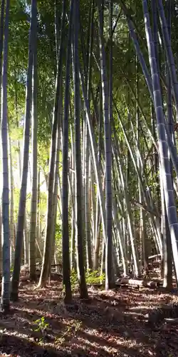 勝持寺（花の寺）の自然