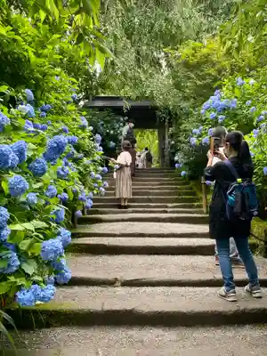 明月院(神奈川県)