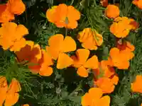 阿邪訶根神社の自然