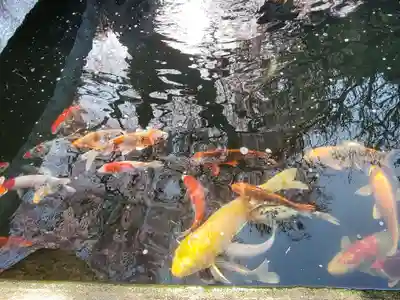 金毘羅桜の動物