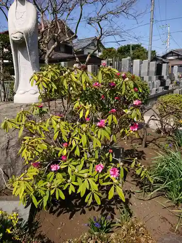 来迎寺（材木座）の自然