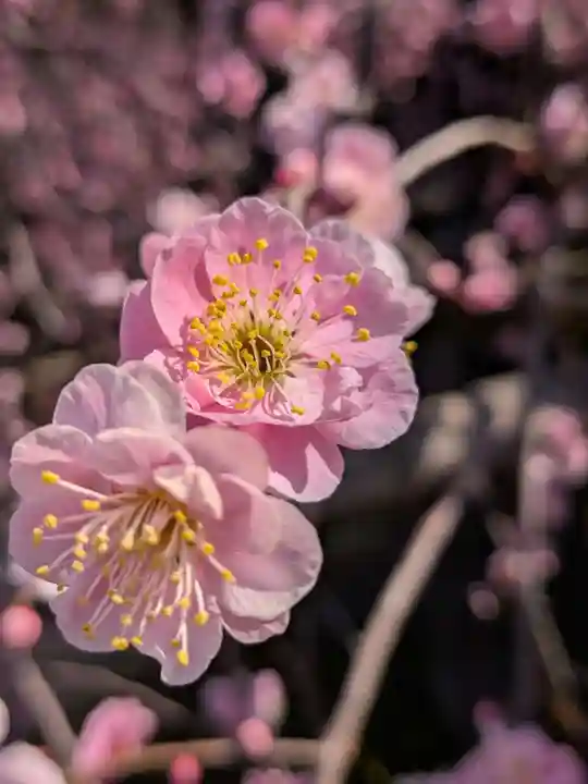 最明寺(埼玉県)