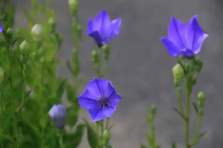 高司神社〜むすびの神の鎮まる社〜の庭園