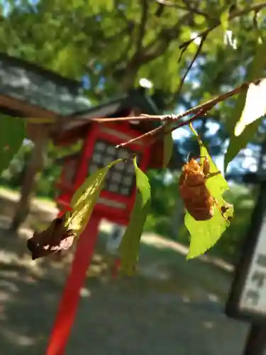 正一位 若草稲荷神社(宮城県)