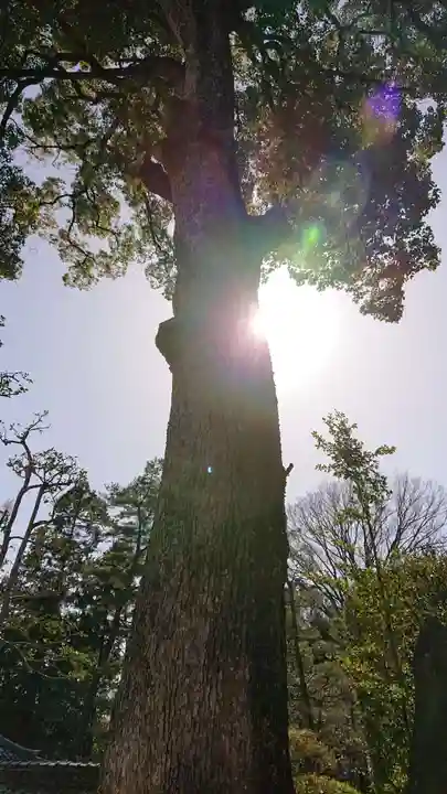岩殿山安楽寺(吉見観音)の自然