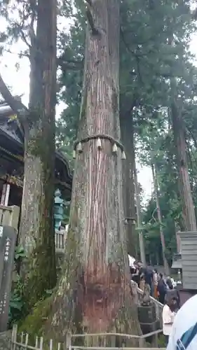 三峯神社の自然