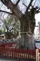 大國魂神社の自然