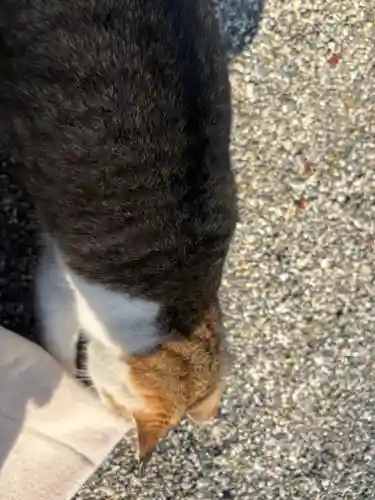 忌部神社の{uncategorized: "未分類", other: "その他", undefined: "問題あり", building: "その他建物", grave: "お墓", sacred_gate: "鳥居", guardian: "狛犬", statue: "像", buddha: "仏像", history: "歴史", nature: "自然", garden: "庭園", animal: "動物", pagoda: "塔", temizu: "手水舎", mountain_gate: "山門・神門", sanctuary: "本殿・本堂", subordinate: "末社・摂社", art: "芸術", scenery: "景色", jizo: "地蔵", ema: "絵馬", goshuin: "御朱印", omikuji: "おみくじ", items: "授与品その他", amulet: "お守り", goshuincho: "御朱印帳", eats: "食事", festival: "お祭り", votive_dance: "神楽", shichigosan: "七五三参", wedding: "結婚式", experience: "体験その他", initially: "初詣", around: "周辺", anti_infection: "感染症対策"}