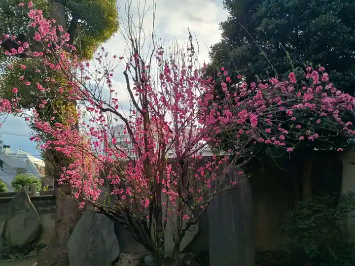 新井薬師(梅照院)(東京都)