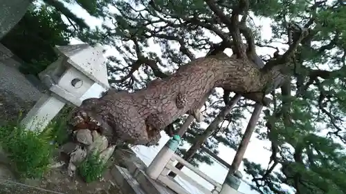 満月寺（浮御堂）の自然