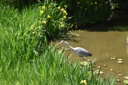 東寺（教王護国寺）の動物