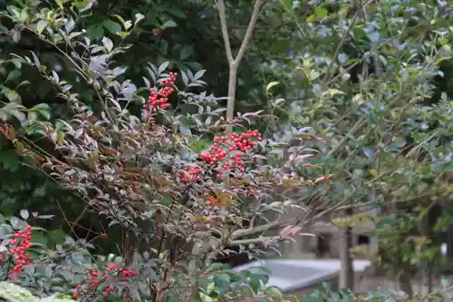 開成山大神宮の自然