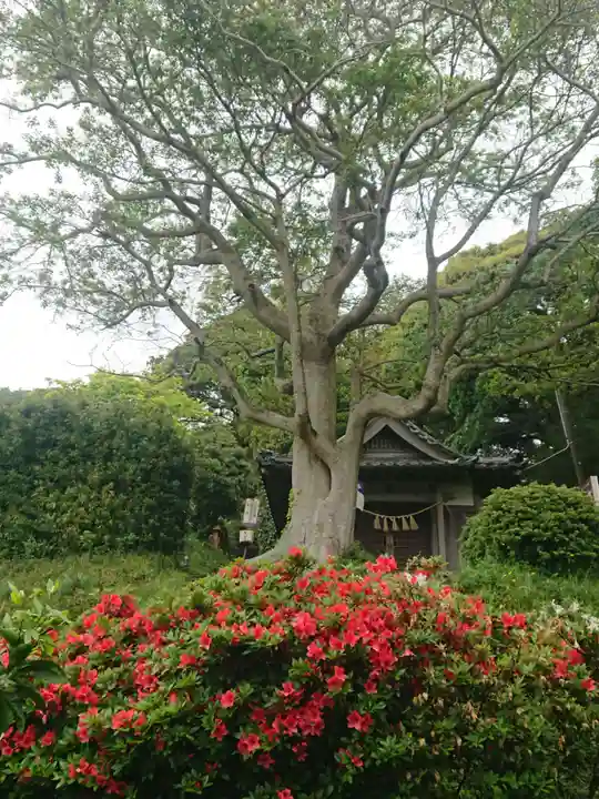猿田彦神社の自然