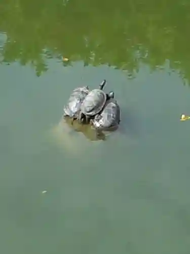 亀戸天神社の動物