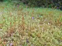 杉本寺(神奈川県)