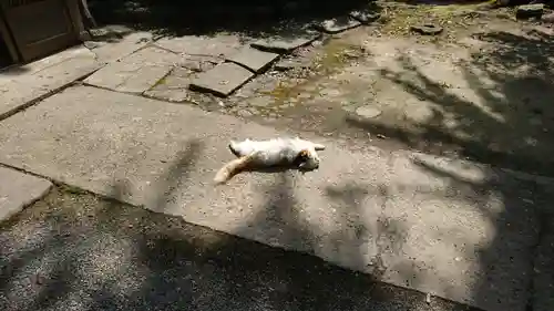 阿邪訶根神社の動物
