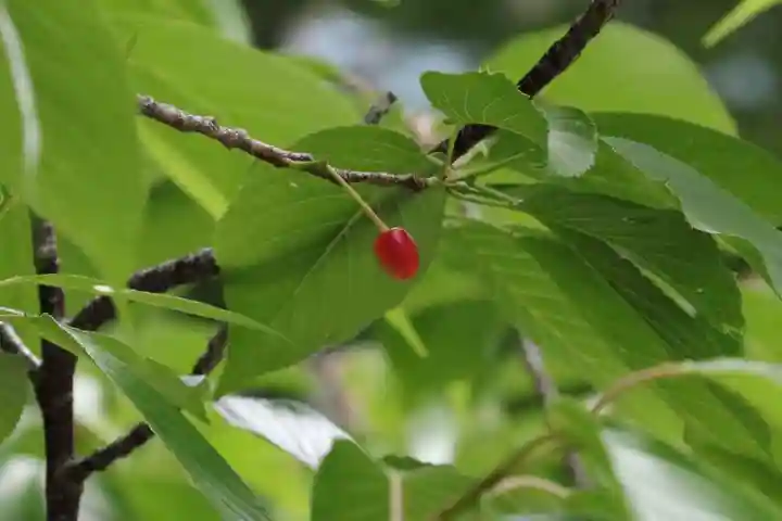 阿邪訶根神社の自然