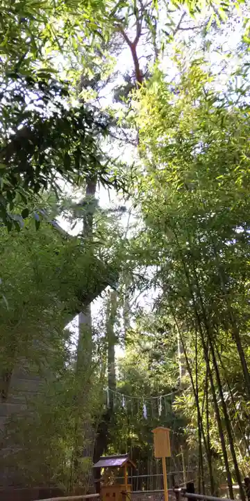 自由が丘熊野神社の自然