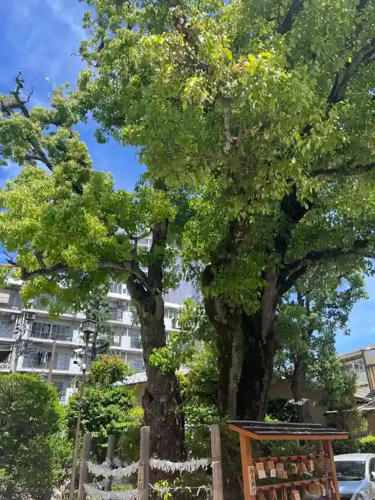 蒲田八幡神社の{uncategorized: "未分類", other: "その他", undefined: "問題あり", building: "その他建物", grave: "お墓", sacred_gate: "鳥居", guardian: "狛犬", statue: "像", buddha: "仏像", history: "歴史", nature: "自然", garden: "庭園", animal: "動物", pagoda: "塔", temizu: "手水舎", mountain_gate: "山門・神門", sanctuary: "本殿・本堂", subordinate: "末社・摂社", art: "芸術", scenery: "景色", jizo: "地蔵", ema: "絵馬", goshuin: "御朱印", omikuji: "おみくじ", items: "授与品その他", amulet: "お守り", goshuincho: "御朱印帳", eats: "食事", festival: "お祭り", votive_dance: "神楽", shichigosan: "七五三参", wedding: "結婚式", experience: "体験その他", initially: "初詣", around: "周辺", anti_infection: "感染症対策"}