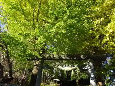 葛原岡神社の鳥居