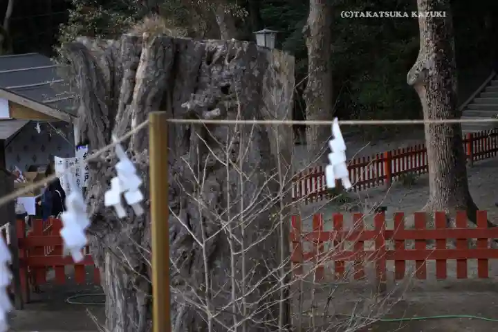 鶴岡八幡宮の自然