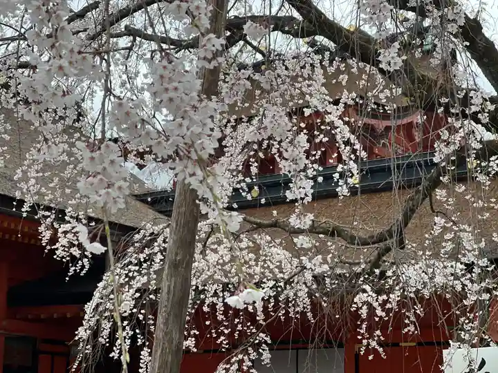 富士山本宮浅間大社の自然