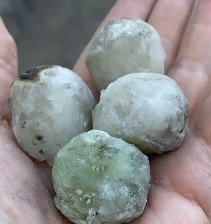 前鳥神社(神奈川県)