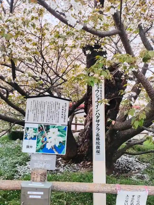 長勝院の{uncategorized: "未分類", other: "その他", undefined: "問題あり", building: "その他建物", grave: "お墓", sacred_gate: "鳥居", guardian: "狛犬", statue: "像", buddha: "仏像", history: "歴史", nature: "自然", garden: "庭園", animal: "動物", pagoda: "塔", temizu: "手水舎", mountain_gate: "山門・神門", sanctuary: "本殿・本堂", subordinate: "末社・摂社", art: "芸術", scenery: "景色", jizo: "地蔵", ema: "絵馬", goshuin: "御朱印", omikuji: "おみくじ", items: "授与品その他", amulet: "お守り", goshuincho: "御朱印帳", eats: "食事", festival: "お祭り", votive_dance: "神楽", shichigosan: "七五三参", wedding: "結婚式", experience: "体験その他", initially: "初詣", around: "周辺", anti_infection: "感染症対策"}