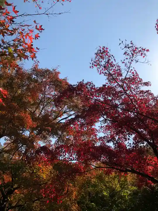 東福禅寺(東福寺)の自然
