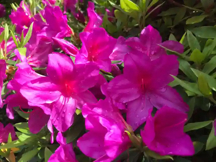 三室戸寺の自然