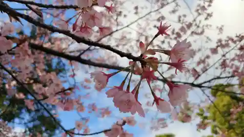 賀茂別雷神社（上賀茂神社）の自然