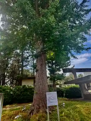 福井神社(福井県)