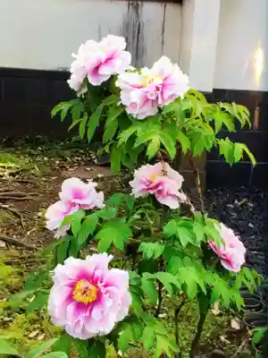 圓照寺(東京都)