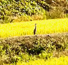 名前不明(茨城県)