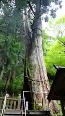 青玉神社の自然