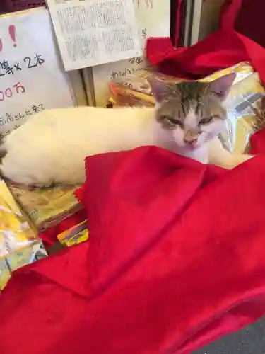 寶当神社の動物