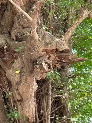 野木神社(栃木県)