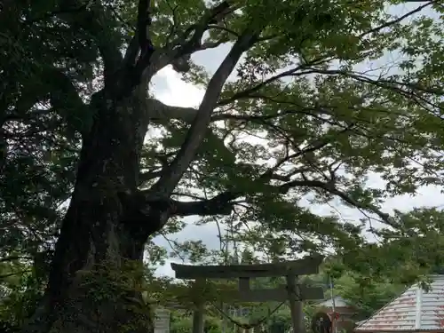 八坂神社の自然